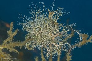 26JRCBIO03845