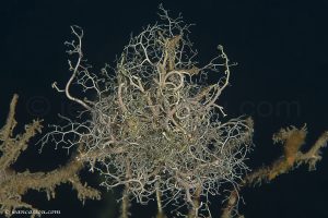 26JRCBIO03864