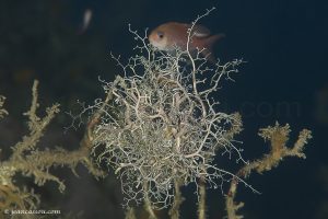 26JRCBIO03871