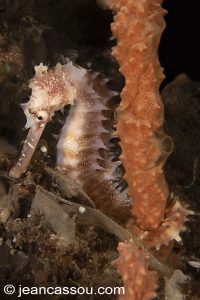 25JRCBIO03458
