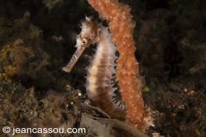 25JRCBIO03459