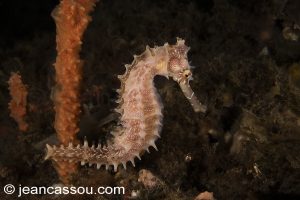 25JRCBIO03460