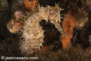 25JRCBIO03462