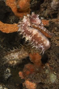 25JRCBIO03509