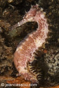25JRCBIO03510