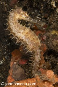 25JRCBIO03512