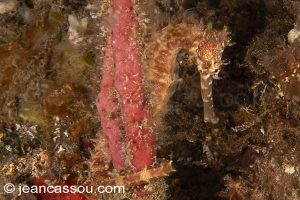 25JRCBIO03513