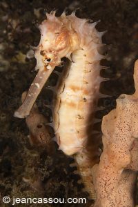 25JRCBIO03544