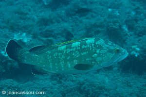 25JRCBIO02436