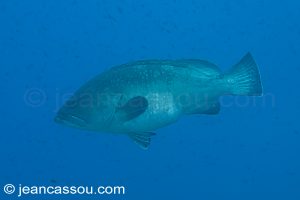 26JRCBIO03672