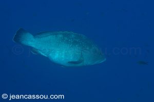 26JRCBIO03673