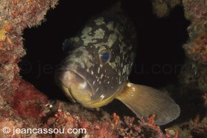 26JRCBIO03805