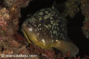 26JRCBIO03829