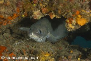265JRCBIO03699