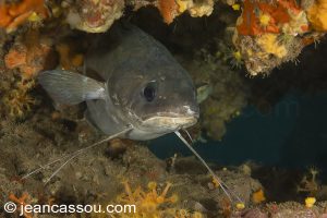 26JRCBIO03701