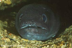 25JRCBIO02534