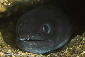 25JRCBIO02536