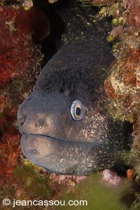 26JRCBIO03738