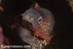26JRCBIO03821