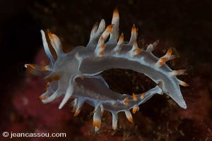 25JRCBIO02260