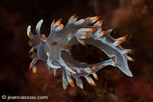 25JRCBIO02261