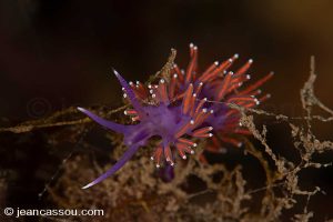 25JRCBIO02262