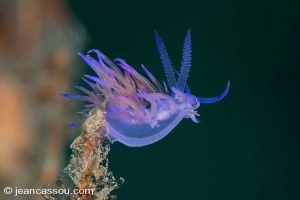 25JRCBIO02406