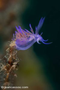 25JRCBIO02408