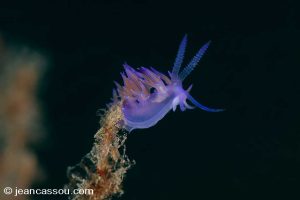 25JRCBIO02409