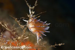 26JRCBIO03751