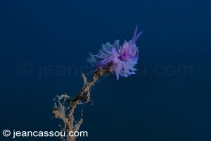 26JRCBIO03756