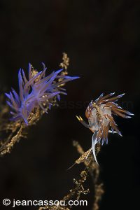 26JRCBIO03762