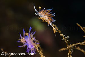 26JRCBIO03763