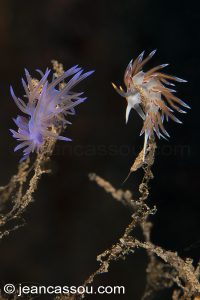 26JRCBIO03764