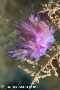 26JRCBIO03768