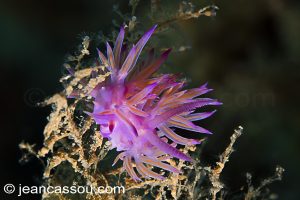 26JRCBIO03769
