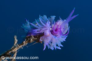 26JRCBIO03776