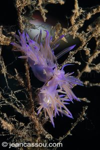 26JRCBIO03779