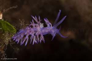 26JRCBIO03867