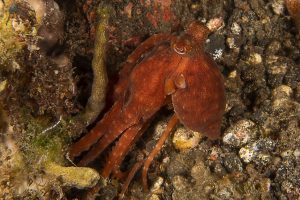 25JRCBIO03457