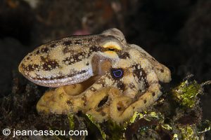 25JRCBIO03567