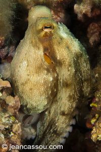 26JRCBIO03665