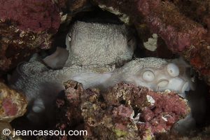 26JRCBIO03789