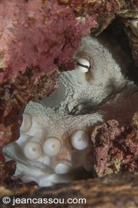 26JRCBIO03790