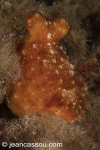 26JRCBIO03810