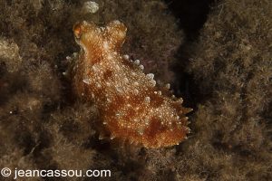 26JRCBIO03011
