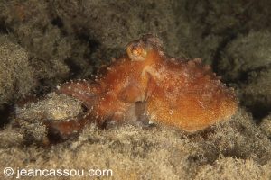 26JRCBIO03841