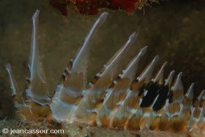25JRCBIO02435