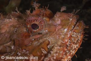 26JRCBIO03612