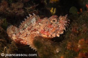 26JRCBIO03627